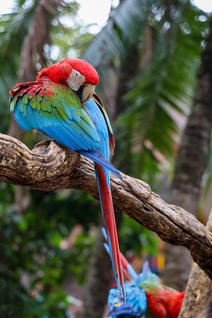 Cabeça de pássaro papagaio arara vermelha no jardim natural