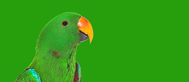 Cabeça de pássaro papagaio verde amazona filmada em fundo verde