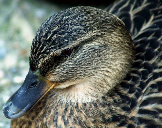 cabeça de pato