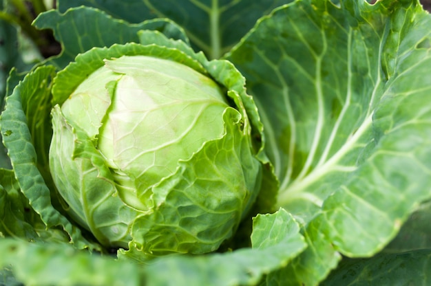 Cabeça de repolho crescendo na cama vegetal