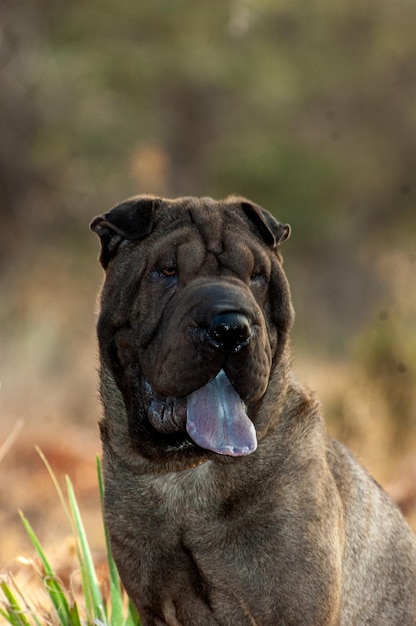Cabeça de retrato de cão de raça pura shar pei no campo com fundo de céu azul