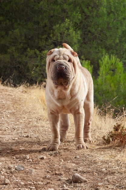 Cabeça de retrato de cão de raça pura shar pei no campo