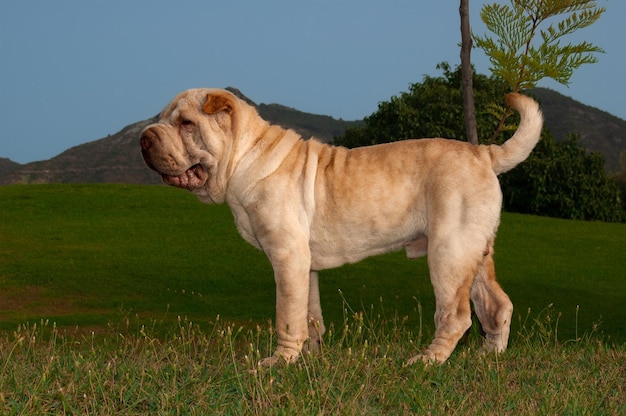 Cabeça de retrato de cor de areia de cão de raça pura shar pei no campo com fundo de céu azul