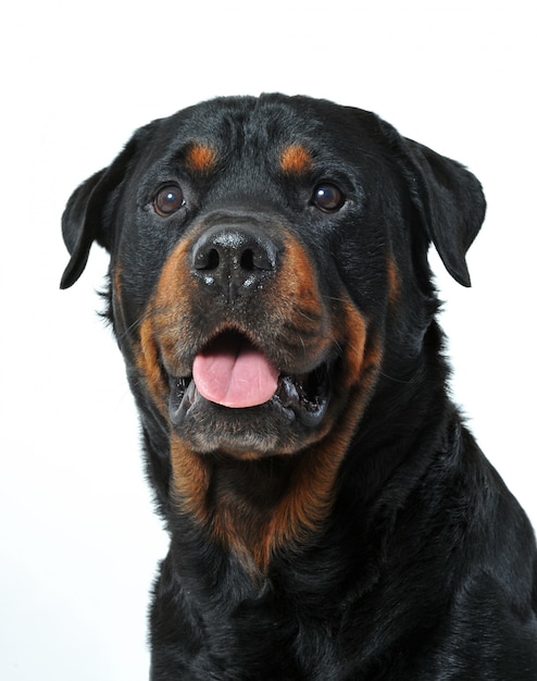 Cabeça de rottweiler