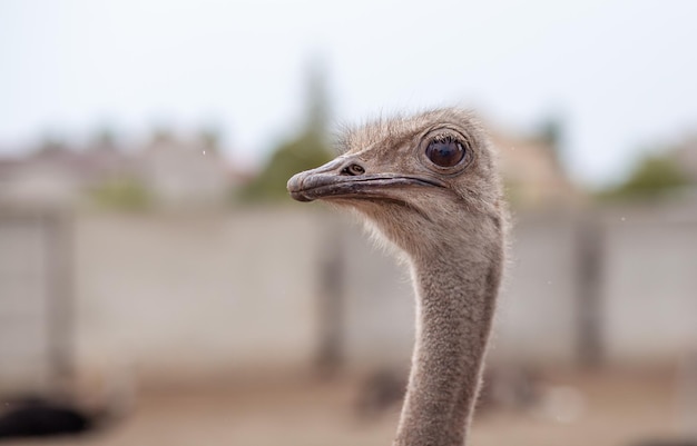 Cabeça de um avestruz closeup Um pássaro avestruz que não voa está em uma fazenda de avestruzes