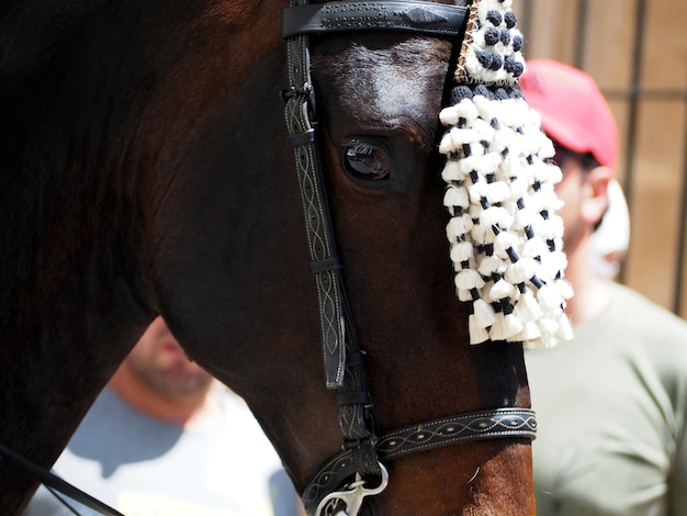 Cabeça de um cavalo marrom no perfil