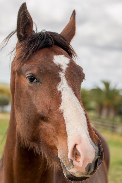 Cabeça de um cavalo marrom