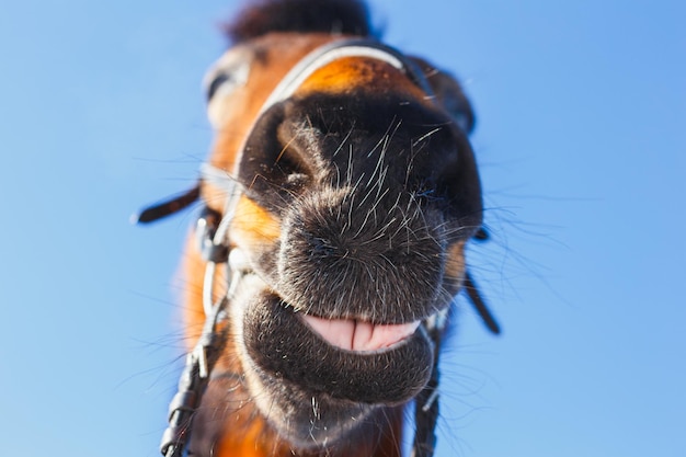 Curiosos e Engraçados: Cavalos Sorrindo