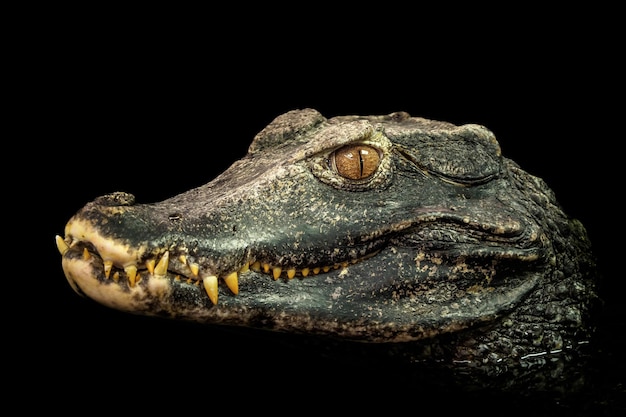 Cabeça de um crocodilo Paleosuchus palpebrosus Dwarf Caiman