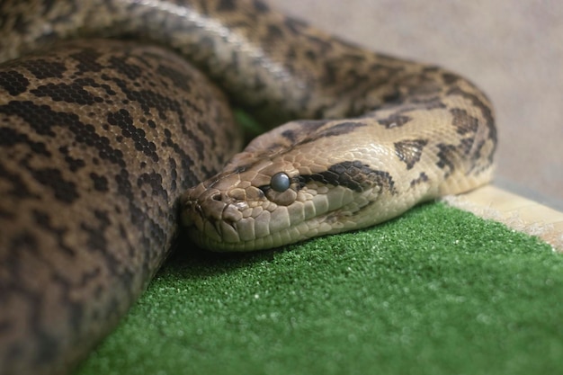 cabeça de um grande boa constrictor manchado deitado em um terrário em close-up