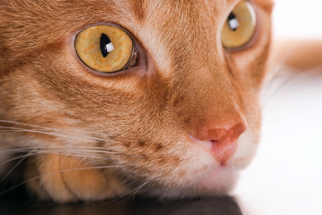 Foto cabeça de um grande gato vermelho close-up