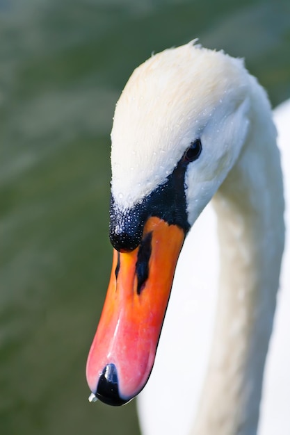 Cabeça de um lindo cisne branco