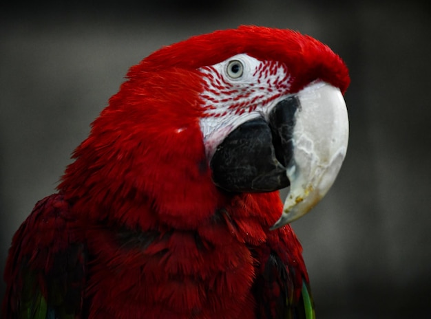 Cabeça de um lindo papagaio vermelho bonito