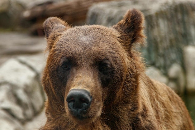 Cabeça de um lindo urso pardo