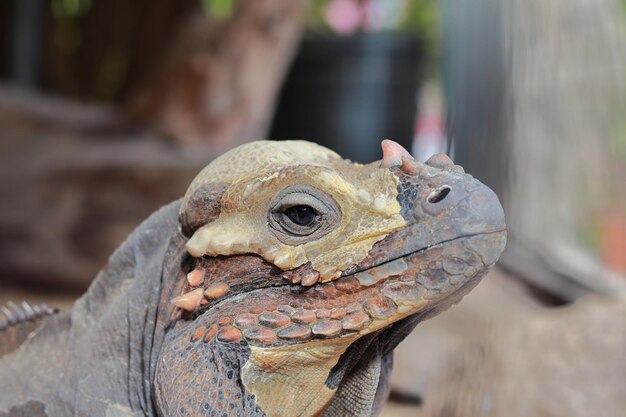 Cabeça de uma iguana rinoceronte