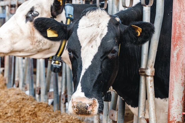 Cabeça de vaca parada em um estábulo