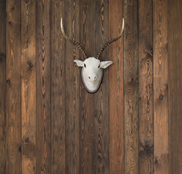cabeça de veado com chifres na parede de madeira velha