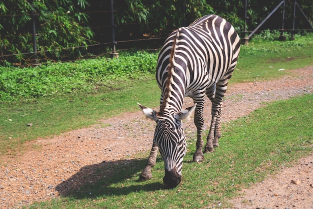 Cabeça de zebra comendo grama no chão