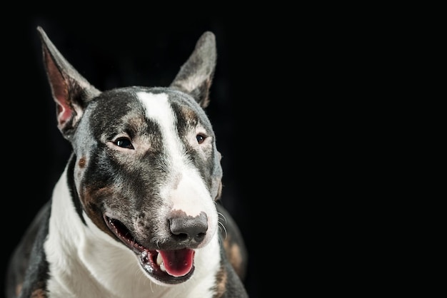 Cabeça do bull terrier em um fundo preto isolado