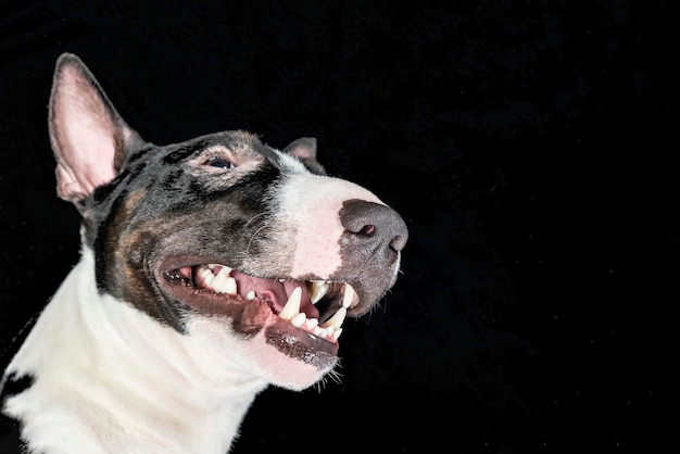 Cabeça do bull terrier em um fundo preto isolado