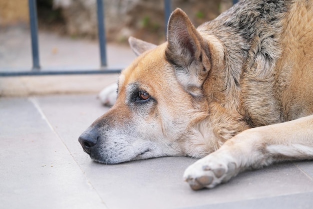 Cabeça e focinho de um grande cão vermelho fofo deitado na rua closeup