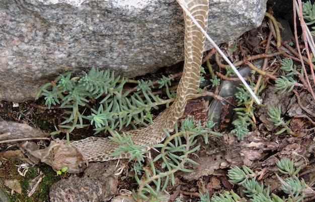 Cabeça e pele de cobra na muda