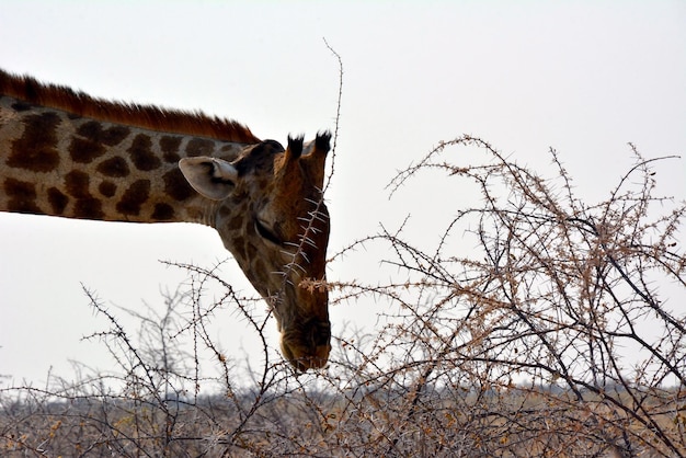 Cabeça e pescoço de uma girafa adulta alimentando-se de espinhos de uma árvore na savana africana da namíbia