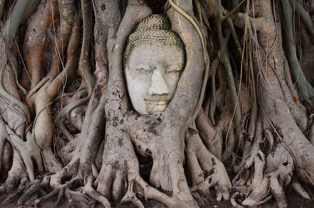 Cabeça grande Buda na árvore no templo de Wat Mahatrat no parque histórico de Ayuttaya, Tailândia