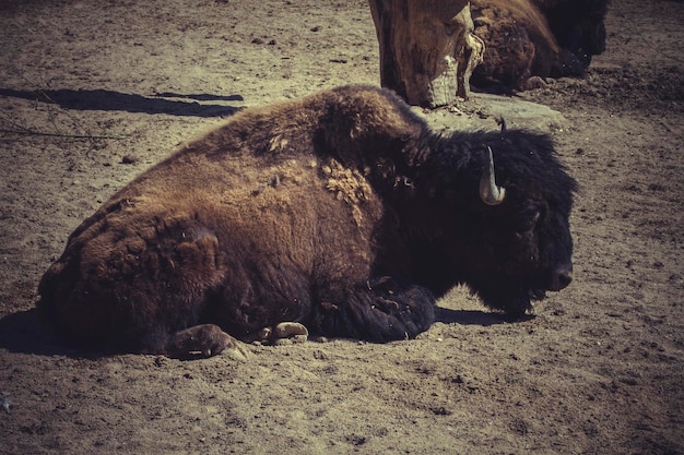 Cabeça no bisonte americano