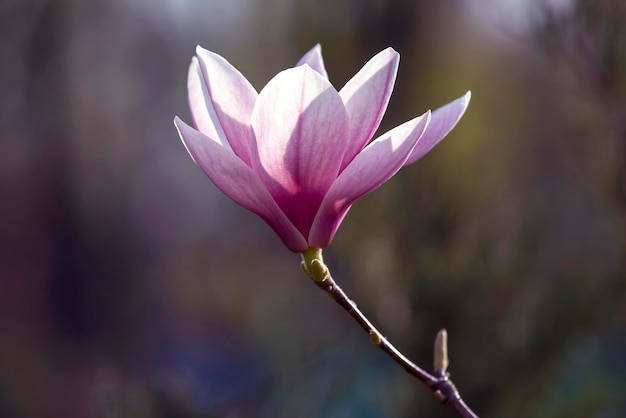 Cabeça rosa claro de flor de magnólia de primavera florescendo Botânica e flores