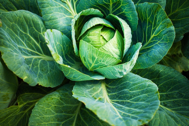 Cabeça verde fresca de repolho. Conceito de cultivo de vegetais.