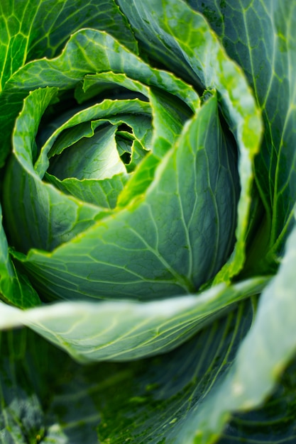 Cabeça verde fresca de repolho. Conceito de cultivo de vegetais.