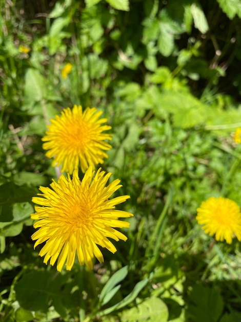 cabeças de dente de leão amarelo em dia de verão