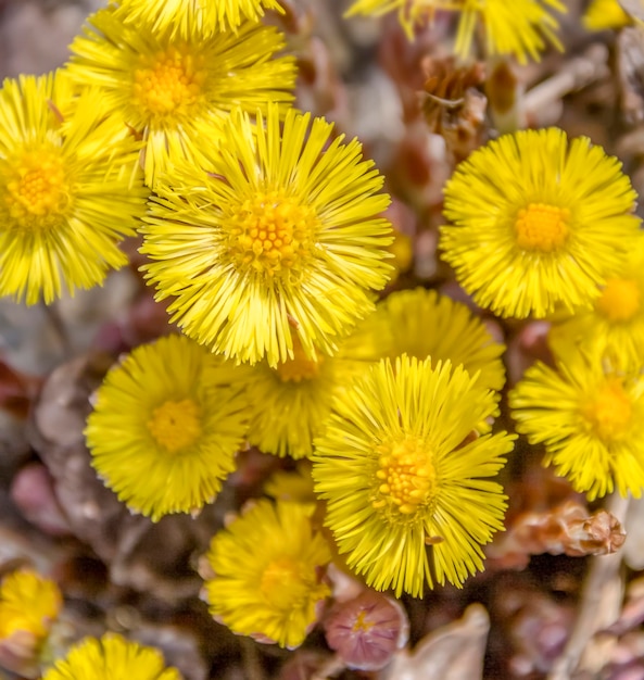 cabeças de flores amarelas