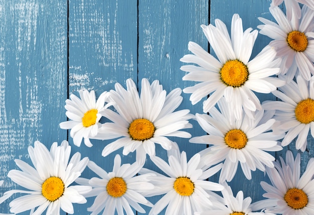 Cabeças de flores brancas grandes margaridas em uma superfície de madeira azul