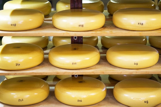 Cabeças de queijo em prateleiras de madeira em uma leiteria privada