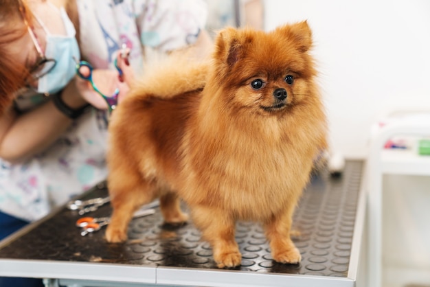 cabeleireira feminina cuidando de um pequeno spitz da Pomerânia em salão de beleza para cães usando equipamento profissional