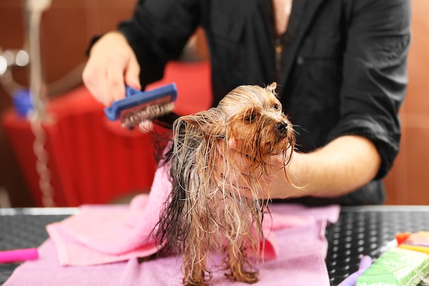 Cabeleireiro canino cuidando de cachorro yorkshire em salão de beleza