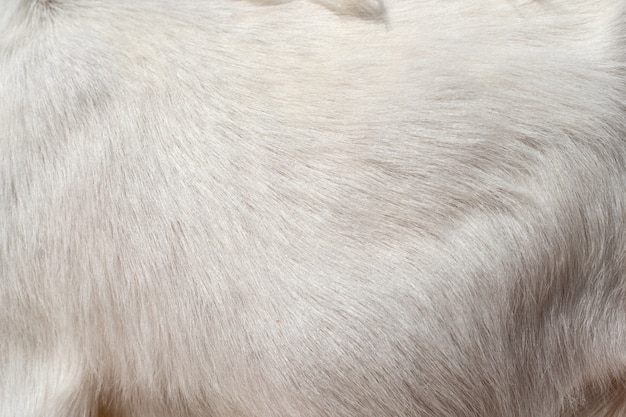 Foto cabello de cabra blanco.