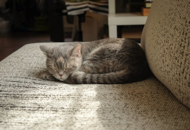 Cabelo curto gato cinza dormindo no sofá em uma manhã