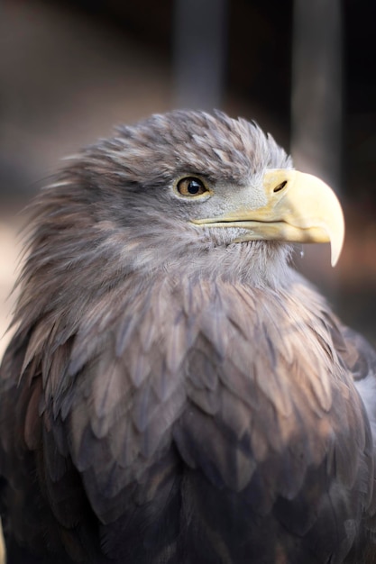 Cabeza de águila. Hermoso pájaro salvaje.