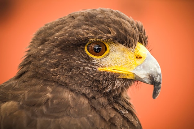 Cabeza de águila negra, ave europea