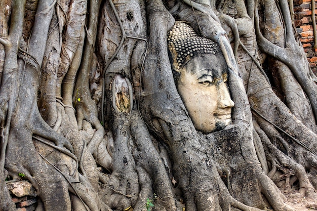 Cabeza antigua de Buda en raíces del árbol en Wat Mahathat en el parque histórico de Ayutthaya, Tailandia.