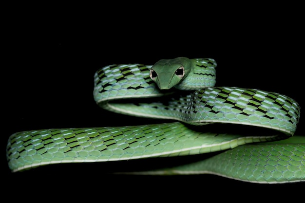 Cabeza de Asia vinesnake closeup cara Asian vinesnake closeup cabeza con fondo negro