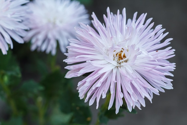 Cabeza del aster blanco con el fondo natural borroso