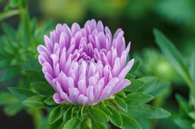 Cabeza de aster púrpura en el jardín.