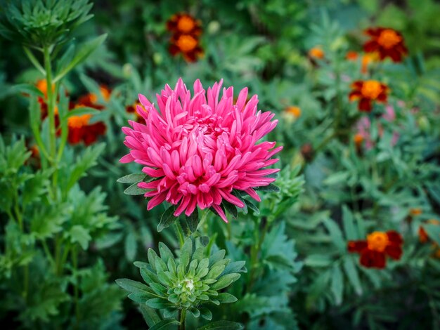 Cabeza de aster rosa en el jardín.