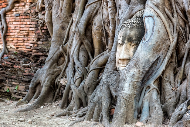 Cabeza de Ayutthaya de la estatua de Buda en las raíces de los árboles, el templo de Wat Mahathat, Tailandia