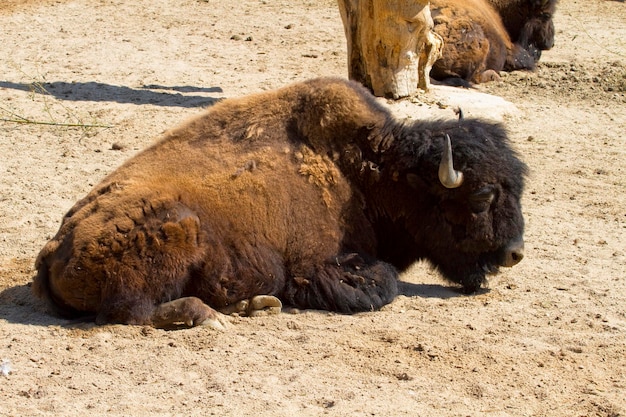 Cabeza en bisonte americano