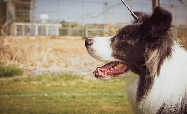 Cabeza de Border Collie